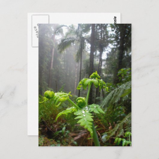 露のしぶきの郵便はがきが付いている雨林の葉 ポストカード (正面/裏面)