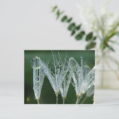 露のタンポポよくはしゃぐ自然 ポストカード (スタンド正面)