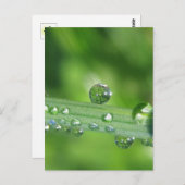 露のドロップ緑の草の平和自然 ポストカード (正面/裏面)