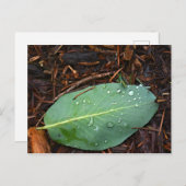 露の付いた葉 ポストカード (正面/裏面)