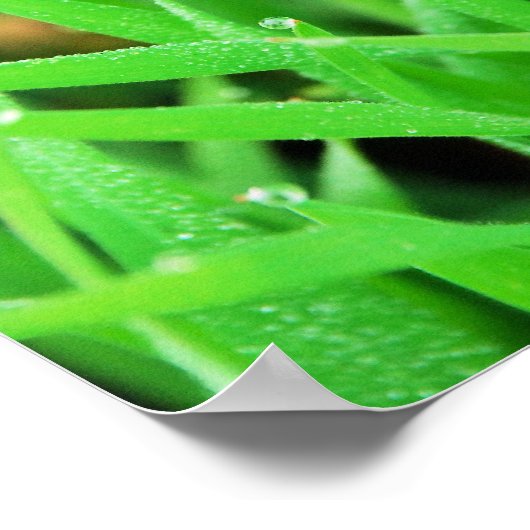 露の草 ポスター (角)