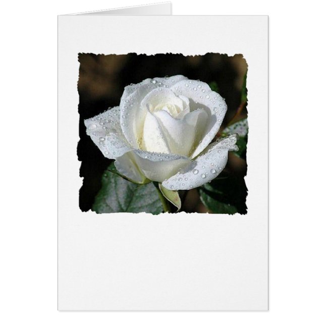 露を持つ白いバラ (正面)
