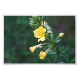 露を滴らせる親密 フォトプリント           