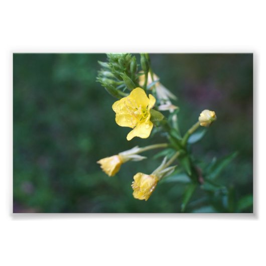 露を滴らせる親密 フォトプリント            (正面)