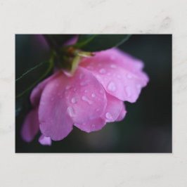 露エレガントでピンク色のバラ シーズンポストカード