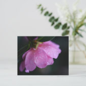 露エレガントでピンク色のバラ シーズンポストカード (スタンド正面)