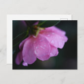 露エレガントでピンク色のバラ シーズンポストカード (正面/裏面)