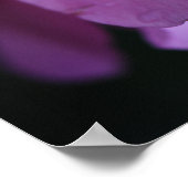 露エレガントでピンク色のバラ ポスター (角)