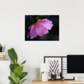 露エレガントでピンク色のバラ ポスター (ホームオフィス)