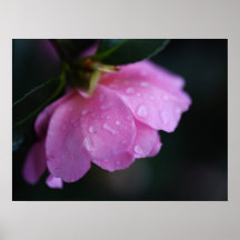 露エレガントでピンク色のバラ