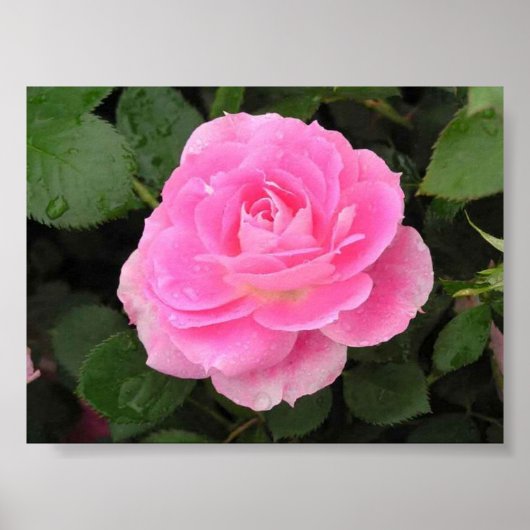 露キスバラ ポスター (正面)