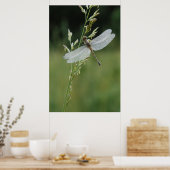 露ダナードラゴンフライ ポスター (キッチン)