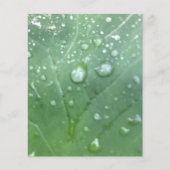 露ドロップグリーンゾウ耳の葉スクラップブック紙 (正面)