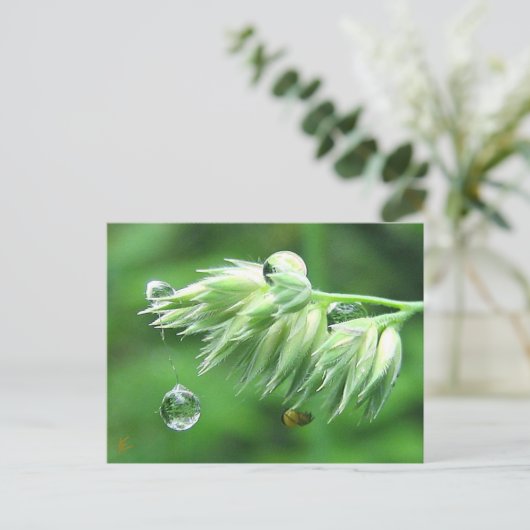 露ドロップロープスイングよくはしゃぐ自然 ポストカード (スタンド正面)