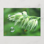 露ドロップロープスイングよくはしゃぐ自然 ポストカード (正面)