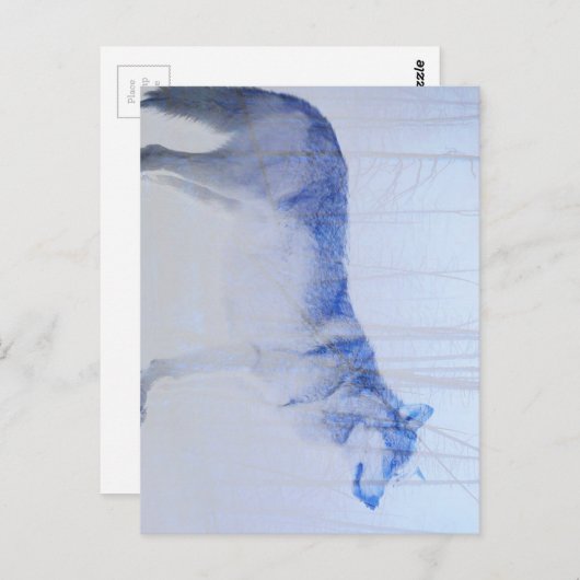 露出されたオオカミ ポストカード (正面/裏面)