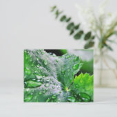 露水滴が滴る ポストカード (スタンド正面)