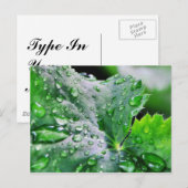 露水滴が滴る ポストカード (正面/裏面)