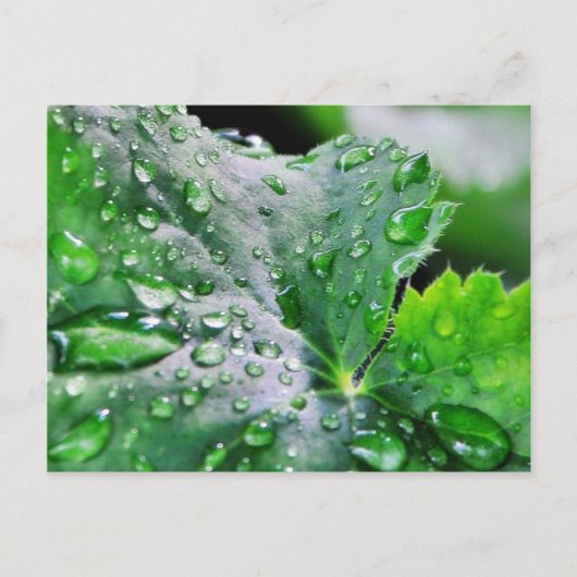 露水滴が滴る ポストカード (正面)