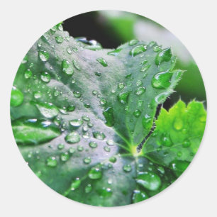 露水滴が滴る ラウンドシール