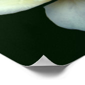 露淡い色の滴の黄色いバラ花びら ポスター (角)