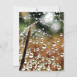 露落ちた覆い蜘蛛の巣 ポストカード