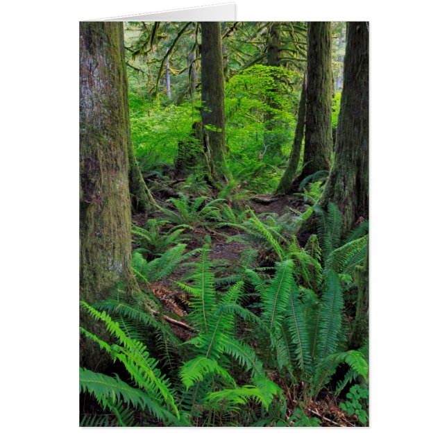 青々とした緑の森林景勝 (正面)