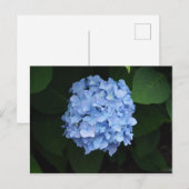 青いかわいらしあじさいフローラ写真 ポストカード (正面/裏面)