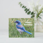 青いかわいらしスクラブジェイ鳥の写真誕生日 ポストカード (スタンド正面)