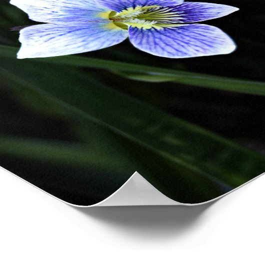 青いかわいらし紫の野生の花の自然写真 ポスター (角)