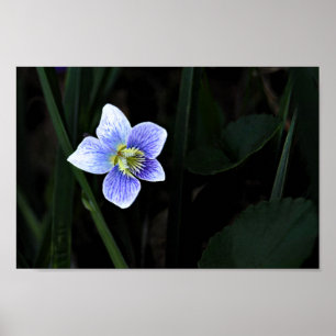 青いかわいらし紫の野生の花の自然写真 ポスター
