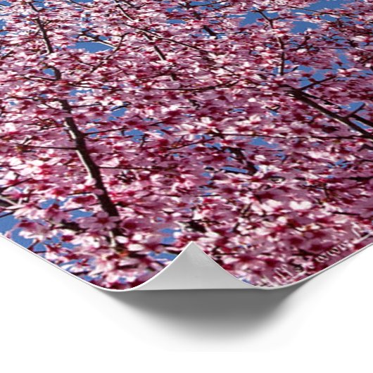 青いさくらんぼに咲日本のく花のタイル ポスター (角)