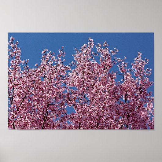 青いさくらんぼに咲日本のく花のタイル ポスター (正面)