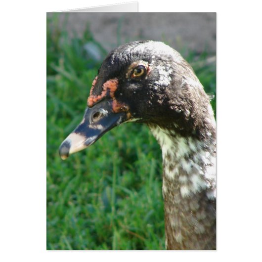 青いまだら模様のオス・ムスカダック (正面)