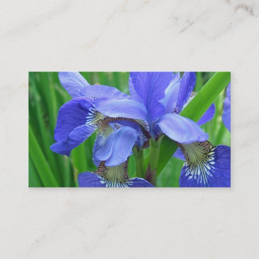 青いアイリスの花 名刺 (正面)