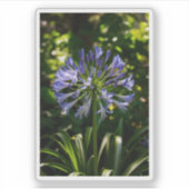 青いアガパンツスの花 シール (正面)