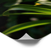 青いアガパンツスの花 ポスター (角)