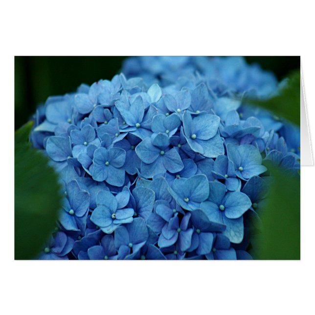 青いアジサイの花 (正面横)