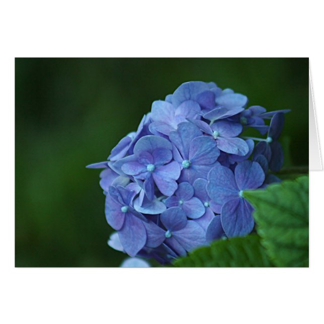 青いアジサイの花 (正面横)