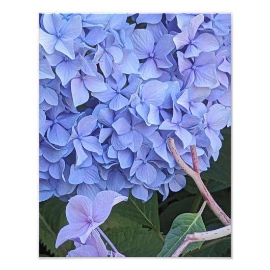 青いアジサイの花 フォトプリント (正面)