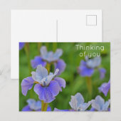 青いアヤメの花 想い出してる ポストカード (正面/裏面)