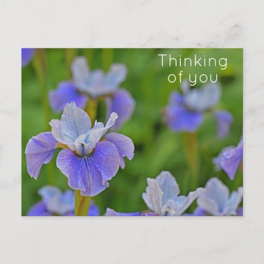青いアヤメの花 想い出してる ポストカード (正面)