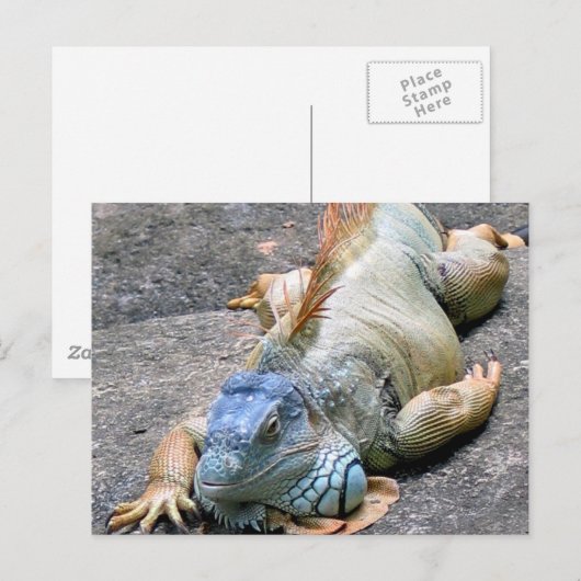青いイグアナ ポストカード (正面/裏面)
