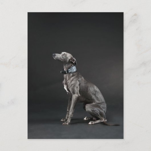 青いウィペット ポストカード (正面)