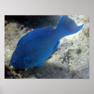 青いオウムの魚 ポスター