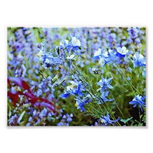 青いオダマキ(植物) -花 フォトプリント