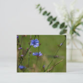 青いキクノハナが緑の草原に咲いている。 ポストカード (スタンド正面)
