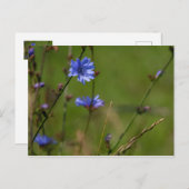 青いキクノハナが緑の草原に咲いている。 ポストカード (正面/裏面)