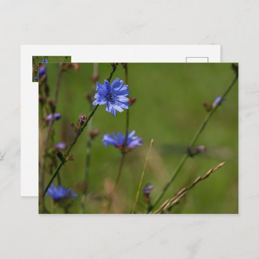 青いキクノハナが緑の草原に咲いている。 ポストカード (正面/裏面)