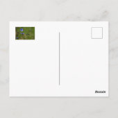 青いキクノハナが緑の草原に咲いている。 ポストカード (裏面)